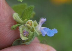 Salvia ballotiflora
