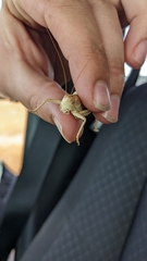 Idiostatus variegatus