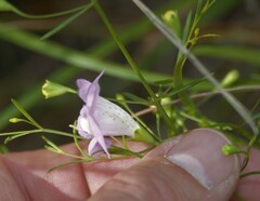 Agalinis edwardsiana