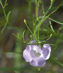Agalinis edwardsiana