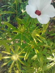 Hibiscus biseptus