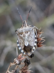 Codophila varia