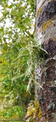 Ramalina fraxinea