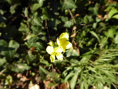 Diplotaxis tenuifolia