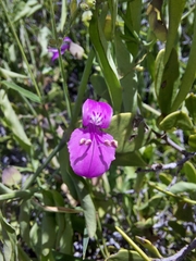 Dicliptera resupinata