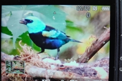 Stilpnia cyanicollis