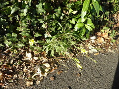 Diplotaxis tenuifolia