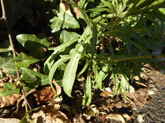 Diplotaxis tenuifolia