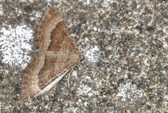 Larentia clavaria