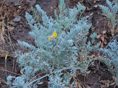 Ehrendorferia chrysantha