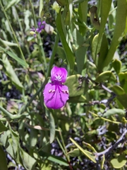 Dicliptera resupinata