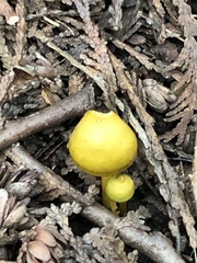Gloioxanthomyces nitidus