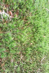Polytrichum commune