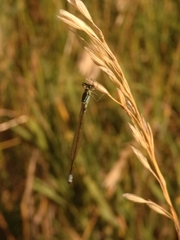Ischnura damula