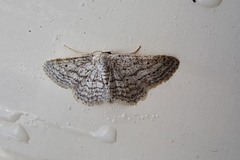 Idaea elongaria
