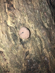 Daldinia childiae