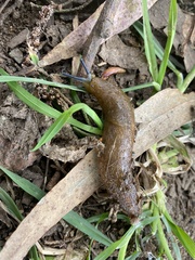 Limacus