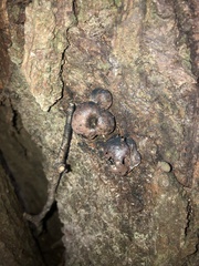 Daldinia childiae