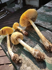 Amanita muscaria guessowii