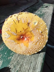 Amanita muscaria guessowii