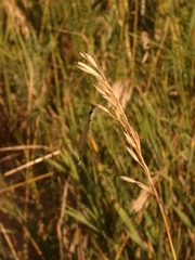 Ischnura damula
