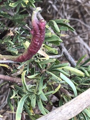 Neolasioptera lupini