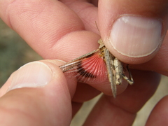 Acrotylus insubricus