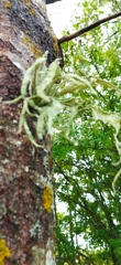 Ramalina fraxinea