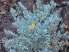 Ehrendorferia chrysantha
