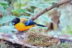 Anisognathus notabilis