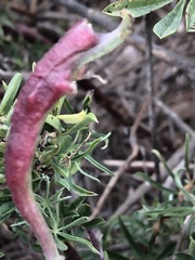 Neolasioptera lupini