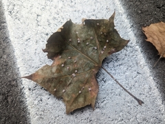 Ceroplastes
