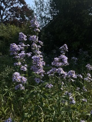 Symphyotrichum laeve