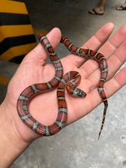 Lampropeltis webbi