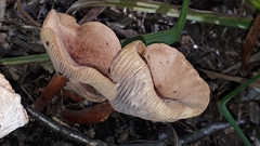 Lactarius helvus