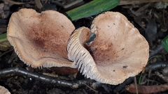 Lactarius helvus