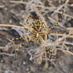 Argiope lobata