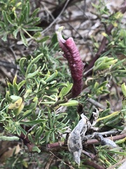 Neolasioptera lupini