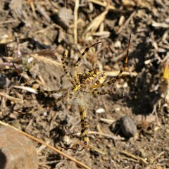 Argiope lobata