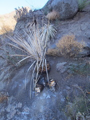 Hesperoyucca whipplei