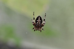 Neoscona orizabensis