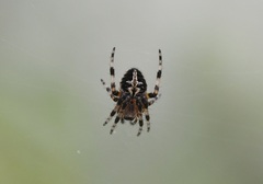 Neoscona orizabensis