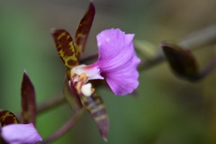 Rhynchostele bictoniensis