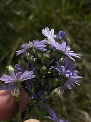 Symphyotrichum laeve