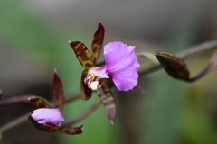 Rhynchostele bictoniensis