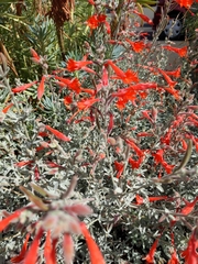 Epilobium canum