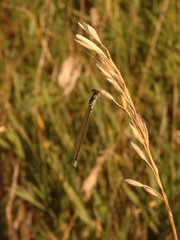 Ischnura damula