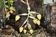 Stanhopea graveolens