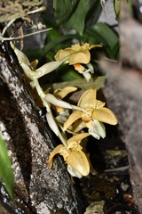 Stanhopea graveolens