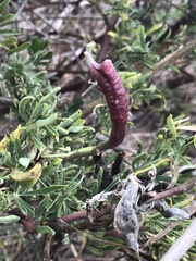 Neolasioptera lupini